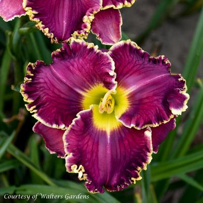 Hemerocallis Cosmic Struggle