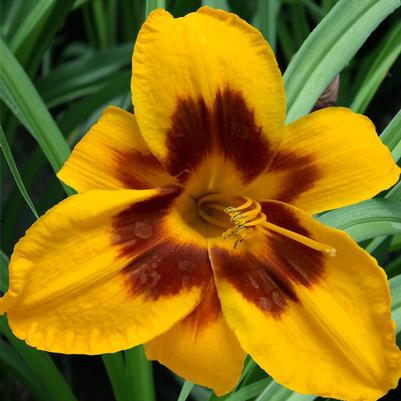 Hemerocallis Almost Fooled Me