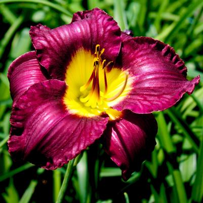 Hemerocallis Bela Lugosi