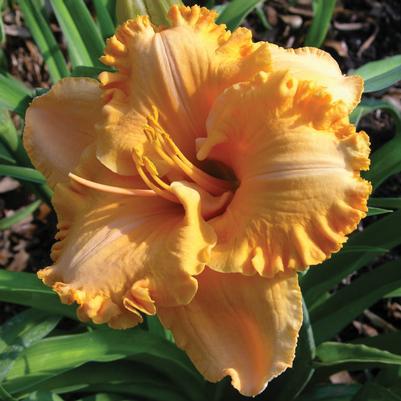 Hemerocallis Electric Marmalade Magic