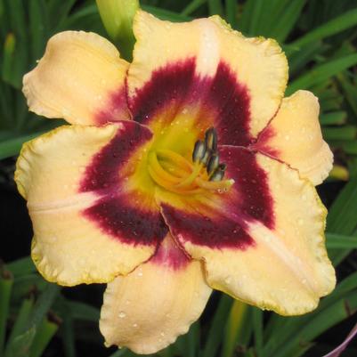 Hemerocallis Custard Candy