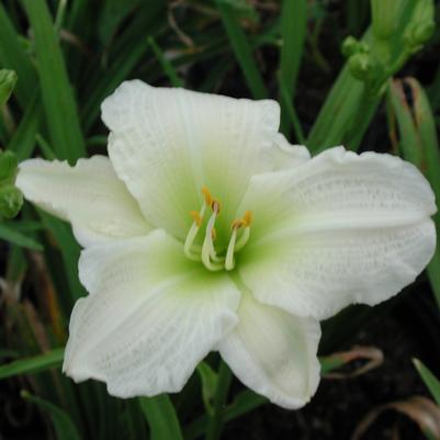 Hemerocallis Arctic Snow