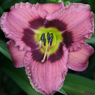 Hemerocallis Always Afternoon