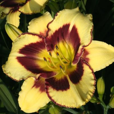 Hemerocallis El Desperado