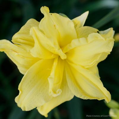 Hemerocallis Double River Wye