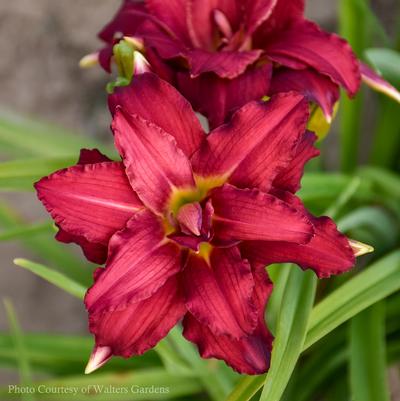 Hemerocallis Double Pardon Me