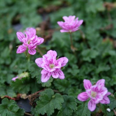 Erodium reichardii Flore Pleno