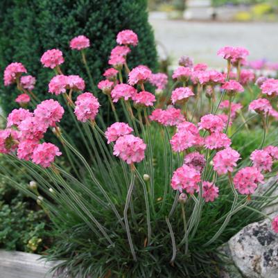 Armeria maritima Rubrifolia