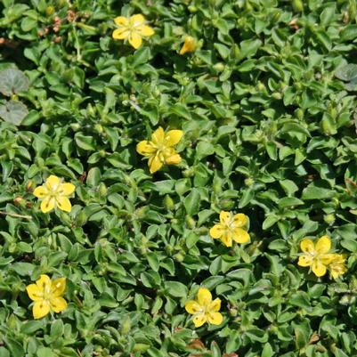 Lysimachia japonica Minutissima