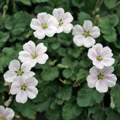 Erodium reichardii Alba