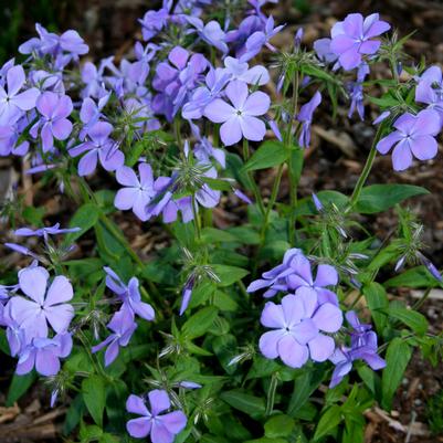 Phlox divaricata Blue Moon