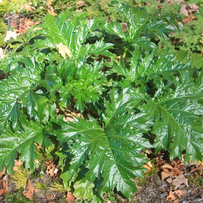 Acanthus mollis 