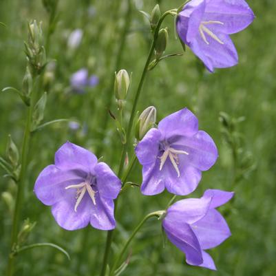 Campanula persicifolia Blue