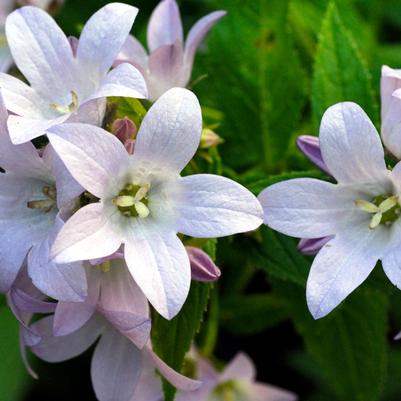 Campanula lactiflora Loddon Anna