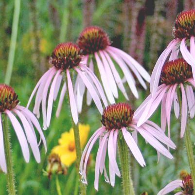 Echinacea pallida Hulu Dancer