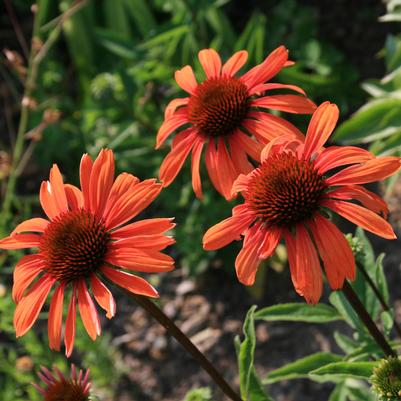 Echinacea Big Sky Sundown