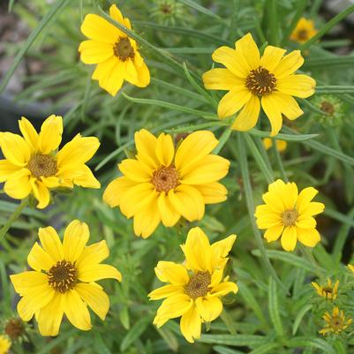 Helianthus salicifolius Autumn Gold