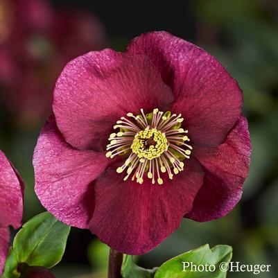 Helleborus Leona