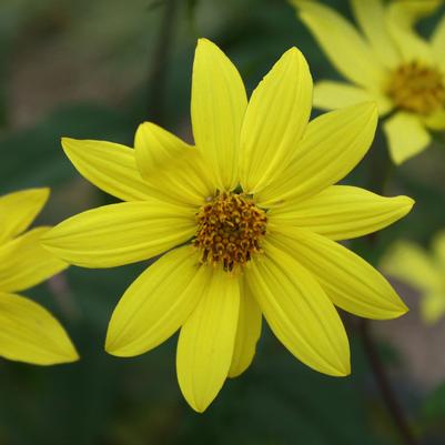 Helianthus microcephalus Lemon Queen