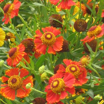 Helenium autumnale Helena Red Shades