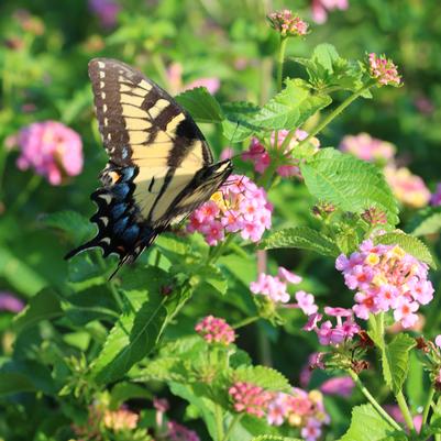 Lantana camara Ham and Eggs