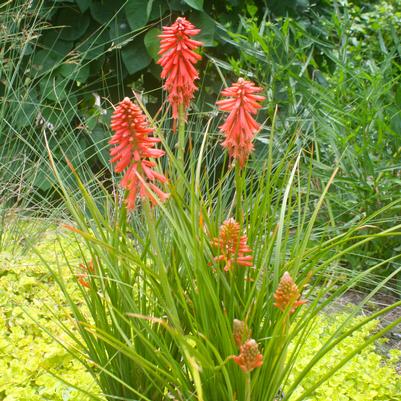 Kniphofia Poco Red