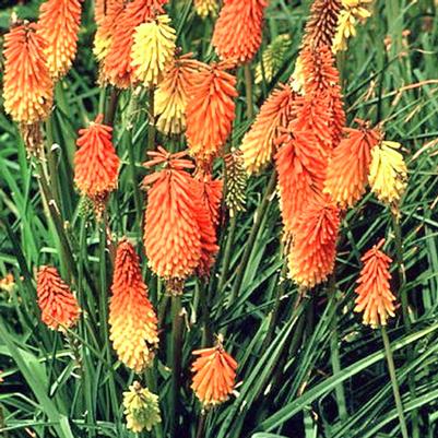 Kniphofia uvaria Flamenco