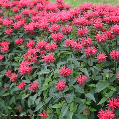 Monarda Red Velvet