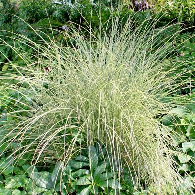 Miscanthus sinensis Morning Light