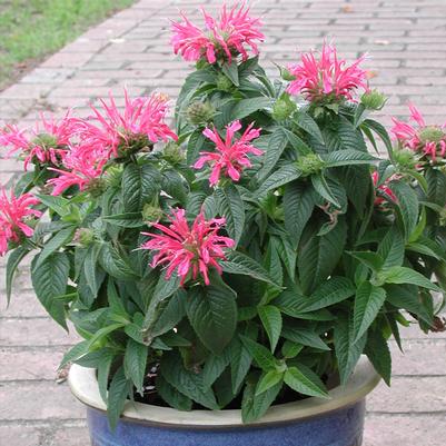 Monarda didyma Coral Reef