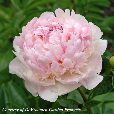 Paeonia lactiflora Angel Cheeks