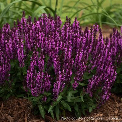 Salvia nemorosa Bumbleberry