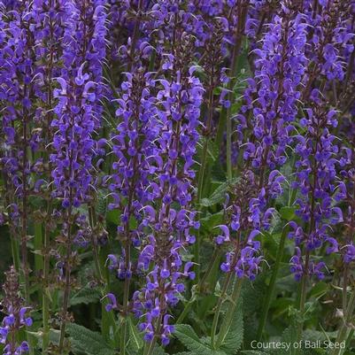 Salvia nemorosa Blue by You