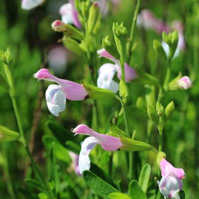 Salvia greggii Teresa