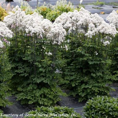 Thalictrum aquilegifolium Nimbus White