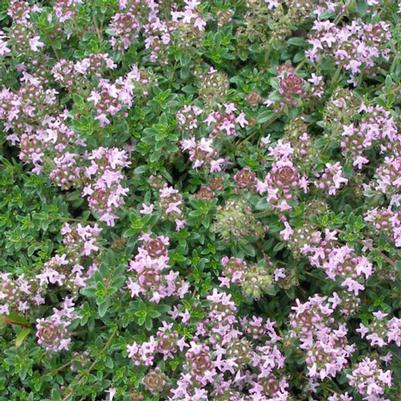 Thymus serpyllum Pink Chintz