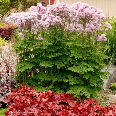 Thalictrum aquilegifolium Nimbus Pink