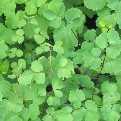 Thalictrum aquilegifolium 