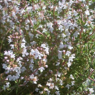 Thymus citriodorus Lemon