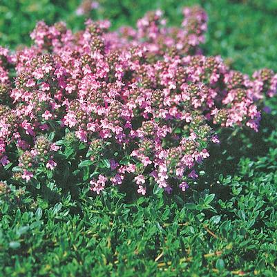 Thymus serpyllum Magic Carpet