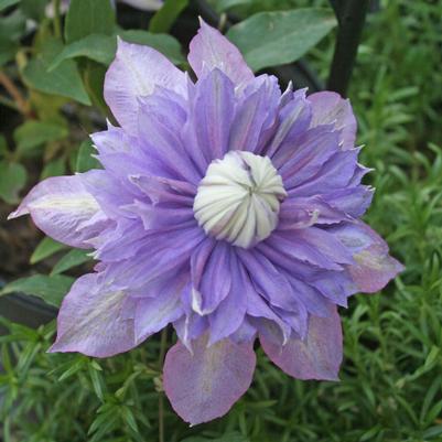 Clematis Diamantina