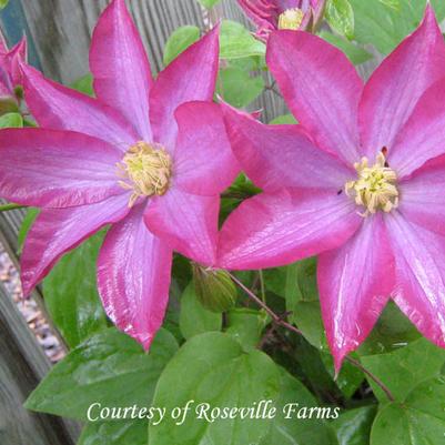 Clematis Pink Champagne