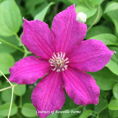 Clematis Cardinal Wyszynski