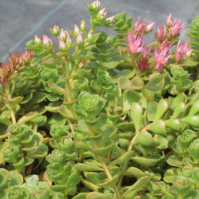 Sedum spurium John Creech