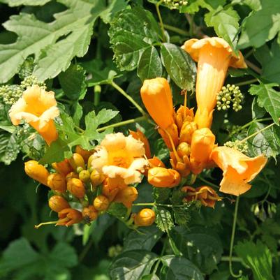 Campsis radicans Flava