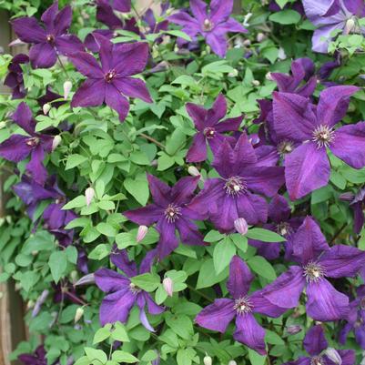 Clematis Jackmanii