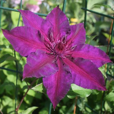 Clematis Fleuri