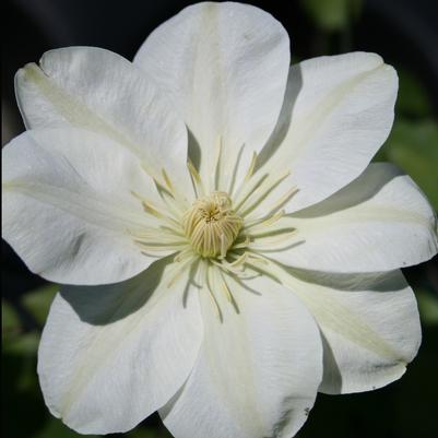 Clematis Guernsey Cream