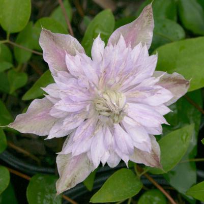 Clematis Josephine