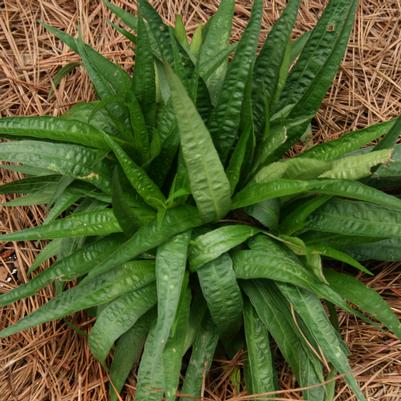 Carex plantaginea 